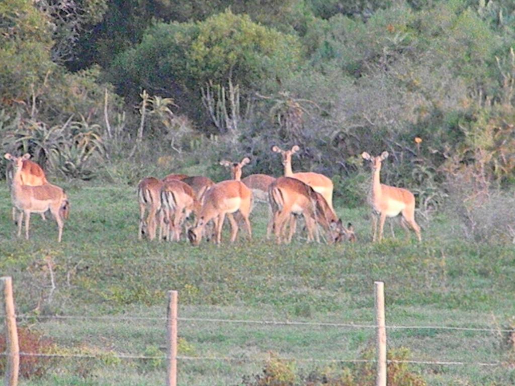 Hotel The Hexagon Wildlife Conservation Uitenhage Zewnętrze zdjęcie